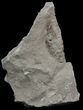 Rare Devonian Phyllocarid (Rhinocaris) - Ohio #44391-3